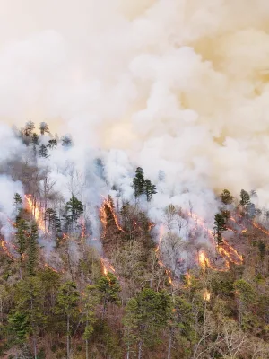wildfires